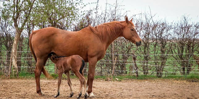 02:50: Tierarzt für alle Felle | MDR Fernsehen | 3/7 2026