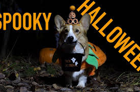 Topi the Corgi: Halloween Adventure