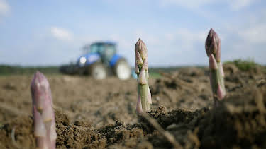 16:55: Spargel ohne Folie - Anders Ackern in Kalkwitz | RBB Fernsehen | 4/11 2026