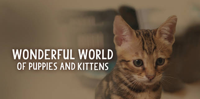 Wonderful World of Puppies and Kittens