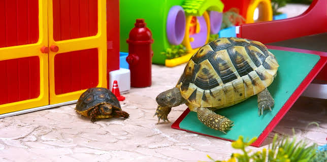 17:20: Rosin og Bolle: Tålmodighet | NRK Super | 1/19 2026