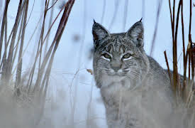 Born in the Rockies: Born in the Rockies: Growing Up