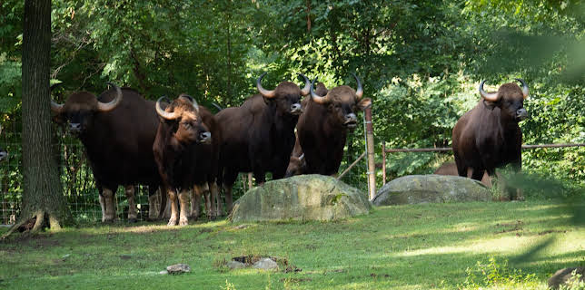 06:50: The Zoo (S3 E6) (S3) | Animal Planet | 1/15 2026