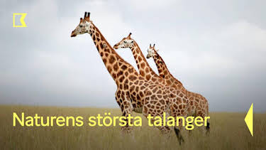 17:35: Naturens största talanger | Kunskapskanalen | 7/25 2026