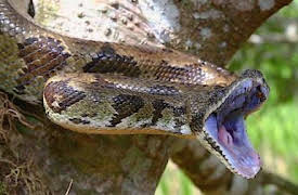 72 Dangerous Animals: Latin America: One Hit Wonders