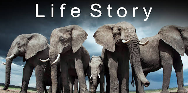 Life Story, Season 1