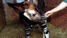 Panda, Gorilla & Co. (92)