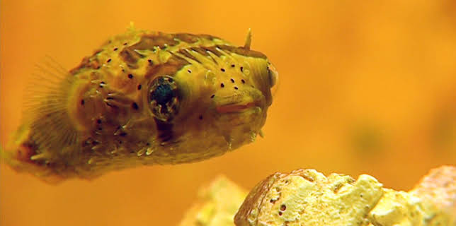 10:35: Elefant, Tiger & Co. (335) | MDR Fernsehen | 3/10 2026