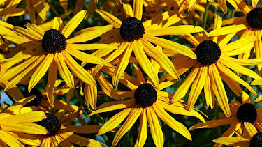 10:00: Schnittgut. Alles aus dem Garten | ARD Alpha | 5/4 2026