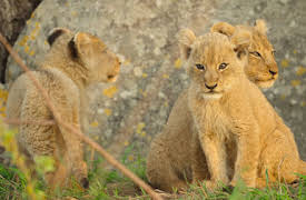 Wild Babies: Ensam hemma