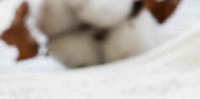 14:15: Así se hace: Algodón, Jaulas de salida en rodeos | Discovery | 1/22 2026