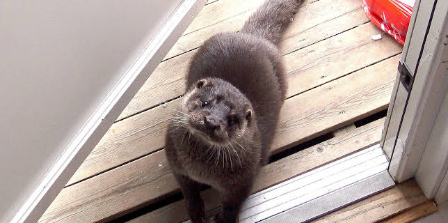 16:35: Oteren Svenn: Fisk under isen | NRK Super | 12/11 2025