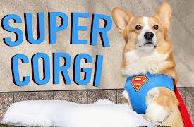 Topi the Corgi: Super Dog