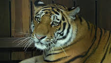 Leopard, Seebär & Co. (178)