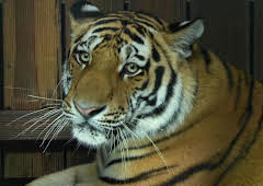 Leopard, Seebär & Co. (178)