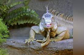 Animal Cribs Season 1: Ultimate Manimal Cave