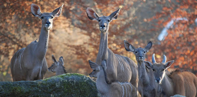 10:10: Nashorn, Zebra & Co. (177) | BR Fernsehen | 2/20 2026