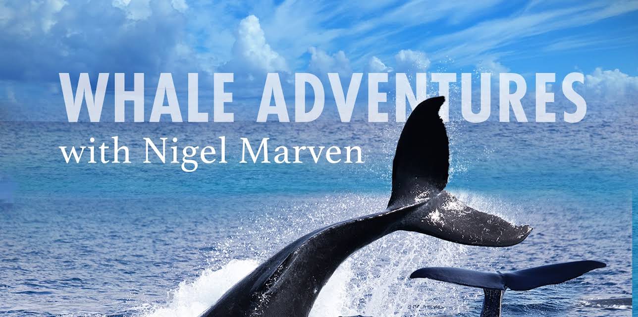 Whale Adventures with Nigel Marven
