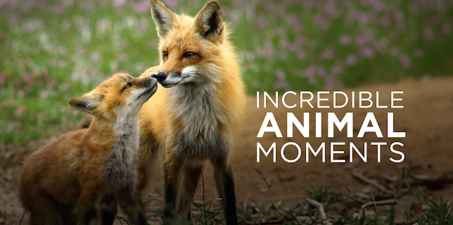 Incredible Animal Moments (2019)