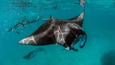 17:50: Wilde Trauminseln | Arte | 3/30 2026