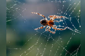 Nature's Strangest Mysteries: Solved Season 1: Sparkly Spider