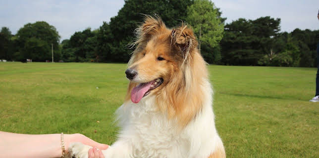 17:30: Der Super-Doc - Einsatz für 4 Pfoten | Sixx | 3/22 2026