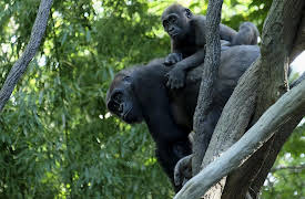 The Zoo Season 1: Higher Purpose