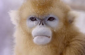 Absurd Planet: Strangest Things