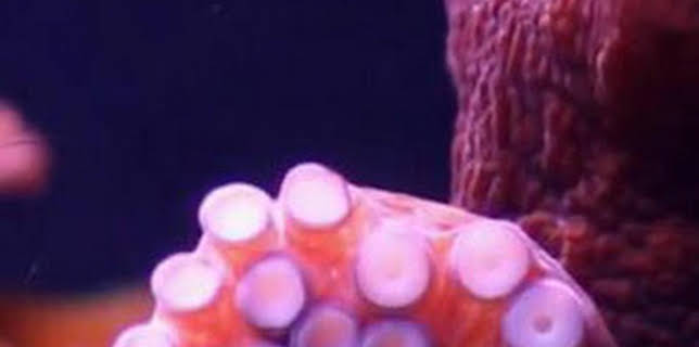 06:23: Misterios de la naturaleza: ¡Lanzamiento de pulpo! | Discovery Max | 2/8 2026