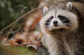 Animal DNA: Are You My Doppelganger