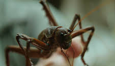 Neuseeland - Rivalen der Urzeit: Inseln der Giganten