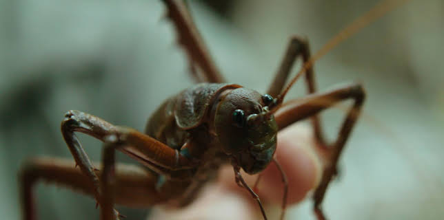 16:45: Neuseeland - Rivalen der Urzeit (4/5) | 3SAT | 11/7 2025