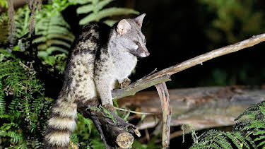 18:35: Wildes Spanien | Arte | 4/9 2026