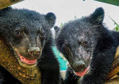 Bears About the House