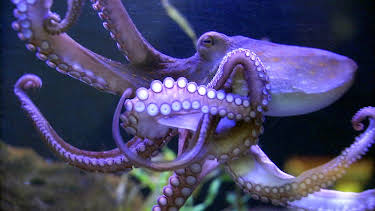 16:10: Elefant, Tiger & Co. (504) | Das Erste | 4/24 2026