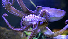 Elefant, Tiger & Co. (504)