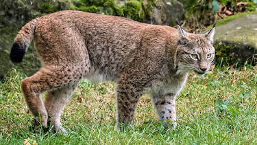 11:05: Abenteuer Wildnis | BR Fernsehen | 10/13 2026