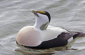 Paradise Preserved: Norway - Return to the Duck Islands