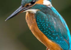 Bestioles en questions