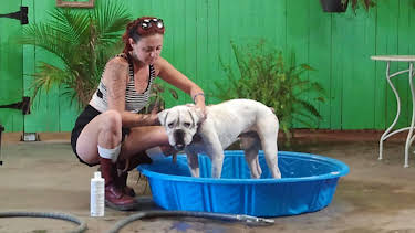 06:50: Pit Bulls & Parolees (S4 E8) (S4) | Animal Planet | 9/19 2026