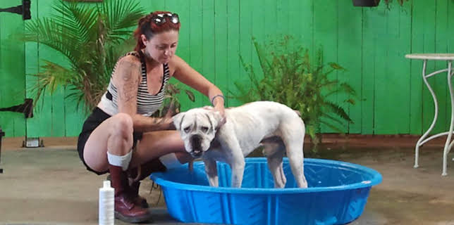 06:50: Pit Bulls & Parolees (S4 E8) (S4) | Animal Planet | 1/10 2026