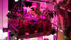 Schnittgut. Alles aus dem Garten