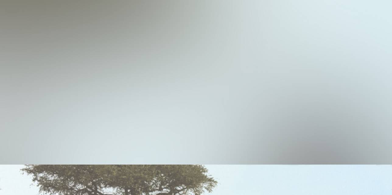 Madame Brouette (2002)