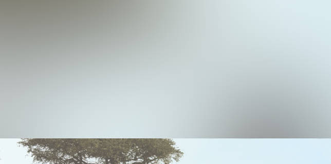 Madame Brouette (2002)