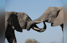 The Wild Sides, Season 1: Flood and Foes