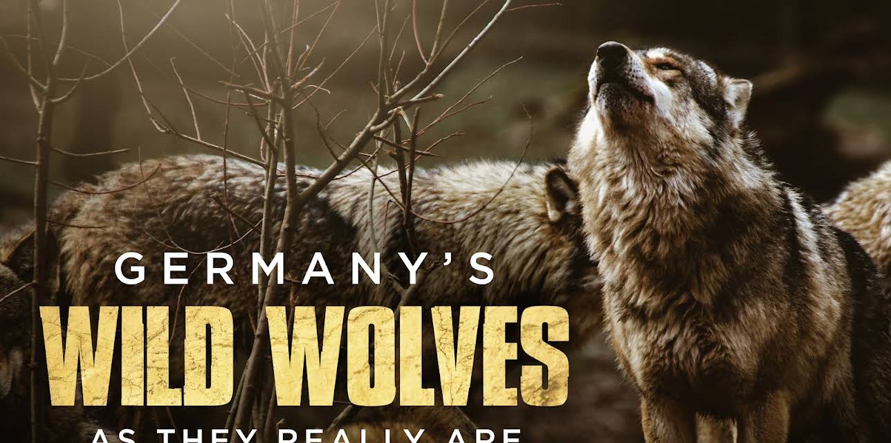Germany's Wild Wolves - As They Really Are (2019)