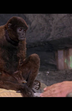 The Woolly Monkey as Mona