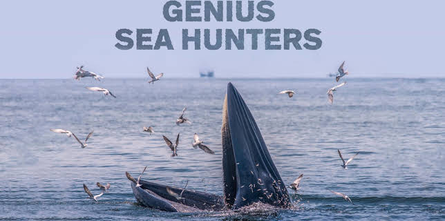 Genius Sea Hunters