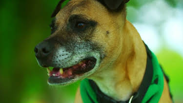 20:50: Hundehuset: Bailey | NRK 2 | 4/21 2026