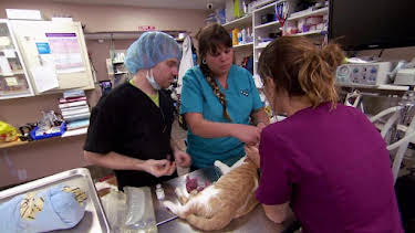 3:00 PM: Dr. Jeff: Rocky Mountain Vet (S1) | Discovery Channel | 7/13 2026
